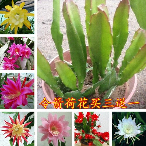 令箭荷花苗带根东北小粉重瓣仙人剑昙花绿植物室内外盆栽进口花卉