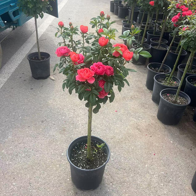 绝色果汁红色阳台月季玫瑰花四季盆栽庭院花卉勤花常年开花带花苞