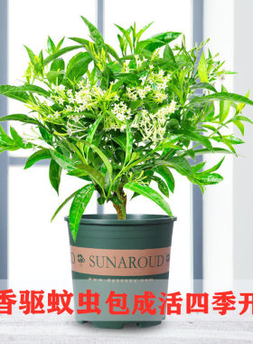 夜来香花树苗浓香型花卉室内九里香盆栽庭院驱蚊植物老桩常年开花