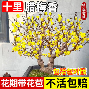 腊梅花盆栽树苗丛生地载庭院风景树耐寒红梅矮化老桩原生素心蜡梅