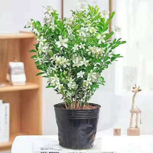 九里香盆栽水培植物老桩四季七里香千里眼树苗室内开花卉驱蚊绿植