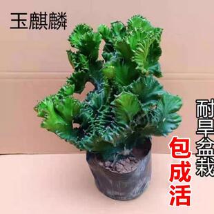 玉麒麟盆栽办公室桌面摆件招财树盆景彩麒麟龙骨植物室内阳台多肉
