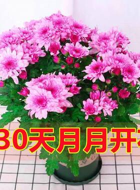 四季菊花盆栽全年开花不断荷兰菊盆栽月月菊花耐寒耐热室内外盆栽