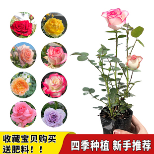 月季花苗常年开花带花苞特大花卉爬藤小苗室内外阳台盆栽蔷薇玫瑰