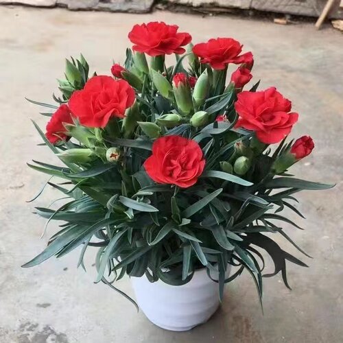 康乃馨盆栽带花苞石竹花绿色常年开花室内阳台客厅绿植花卉好养活