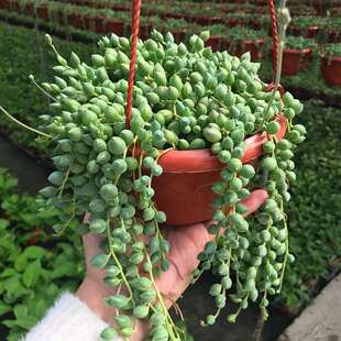 佛珠吊兰多肉植物珍珠吊兰情人泪吊兰紫玄月盆栽绿植办公室植物