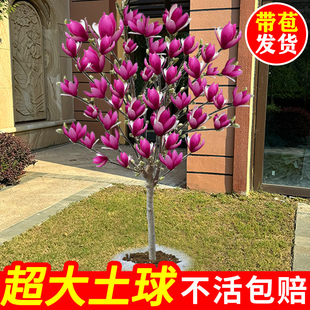 紫玉兰花树苗带花苞室内外绿植物矮化红玉兰盆栽四季带开花好养活