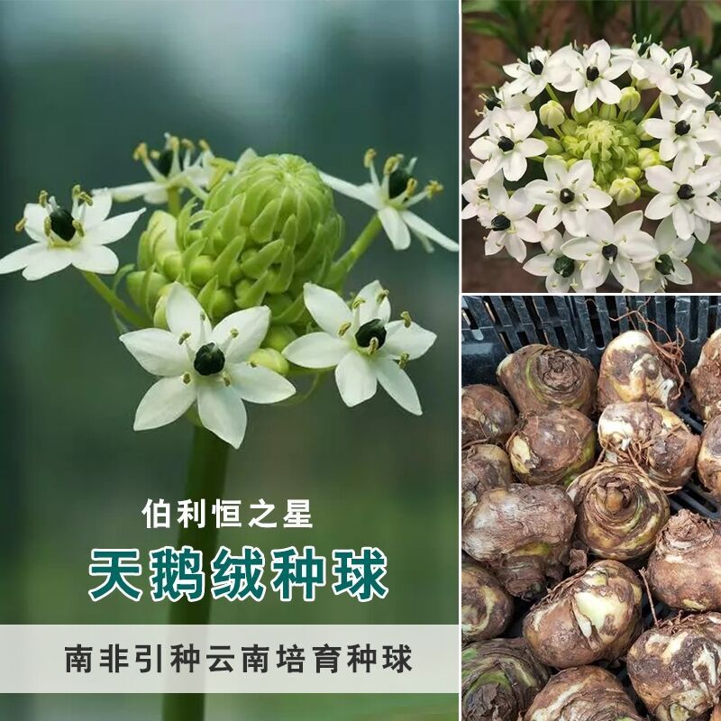 伯利恒之星种球天鹅绒虎眼圣心百合多年生常绿盆栽大花种球吸甲醛图片