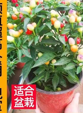 辣椒树树苗四季可食用多年生五彩椒盆栽带果发货阳台庭院观果植物