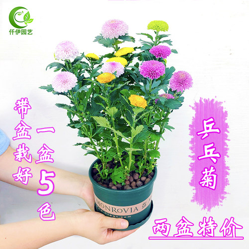 重瓣乒乓菊花四季开花阳台耐寒