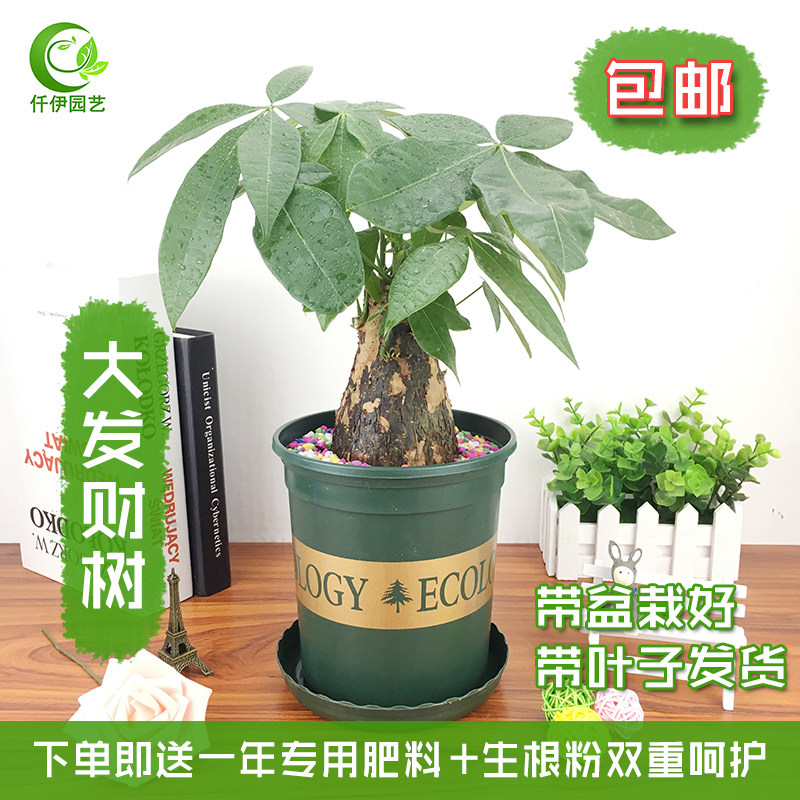 发财树桩盆栽招财树摇钱树桩室内客厅大型植物办公室桌面绿植阳台图片