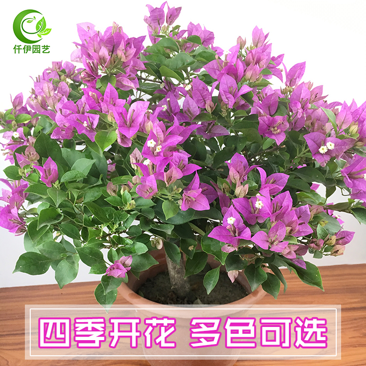 三角梅盆栽室内阳台爬藤植物办公室常青绿植重瓣大苗庭院花卉盆景