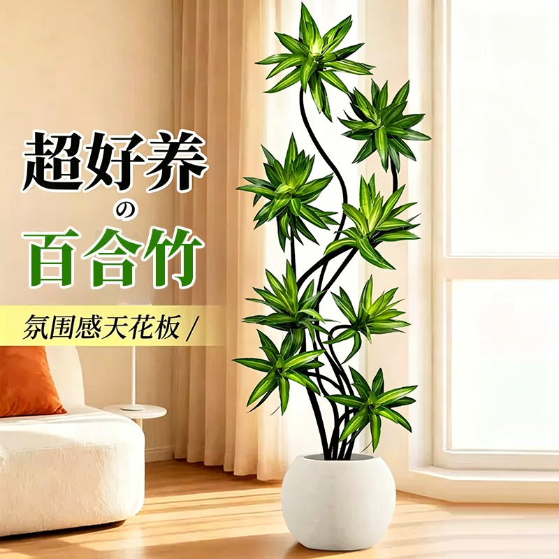 造型百合竹室内绿植好养高级感
