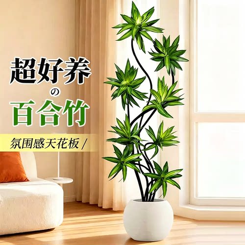 造型百合竹室内绿植好养高级感