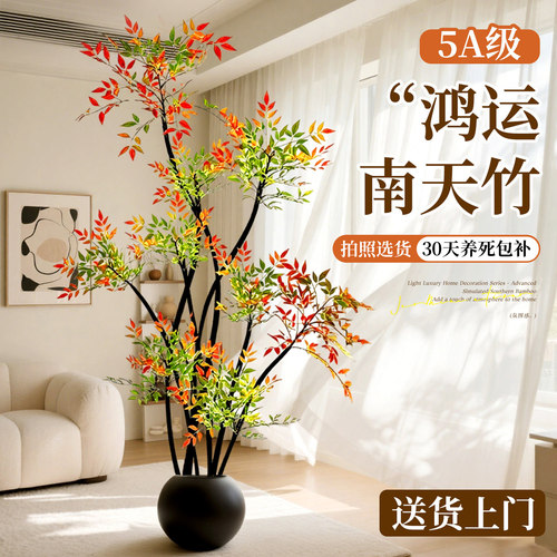 南天竹客厅绿植盆栽室内高级感