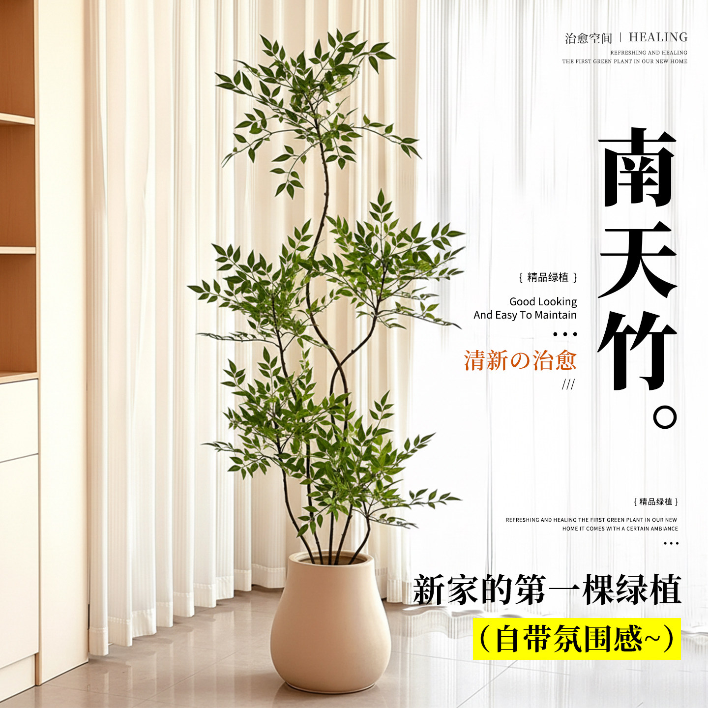 南天竹盆栽真树客厅室内大型绿植图片