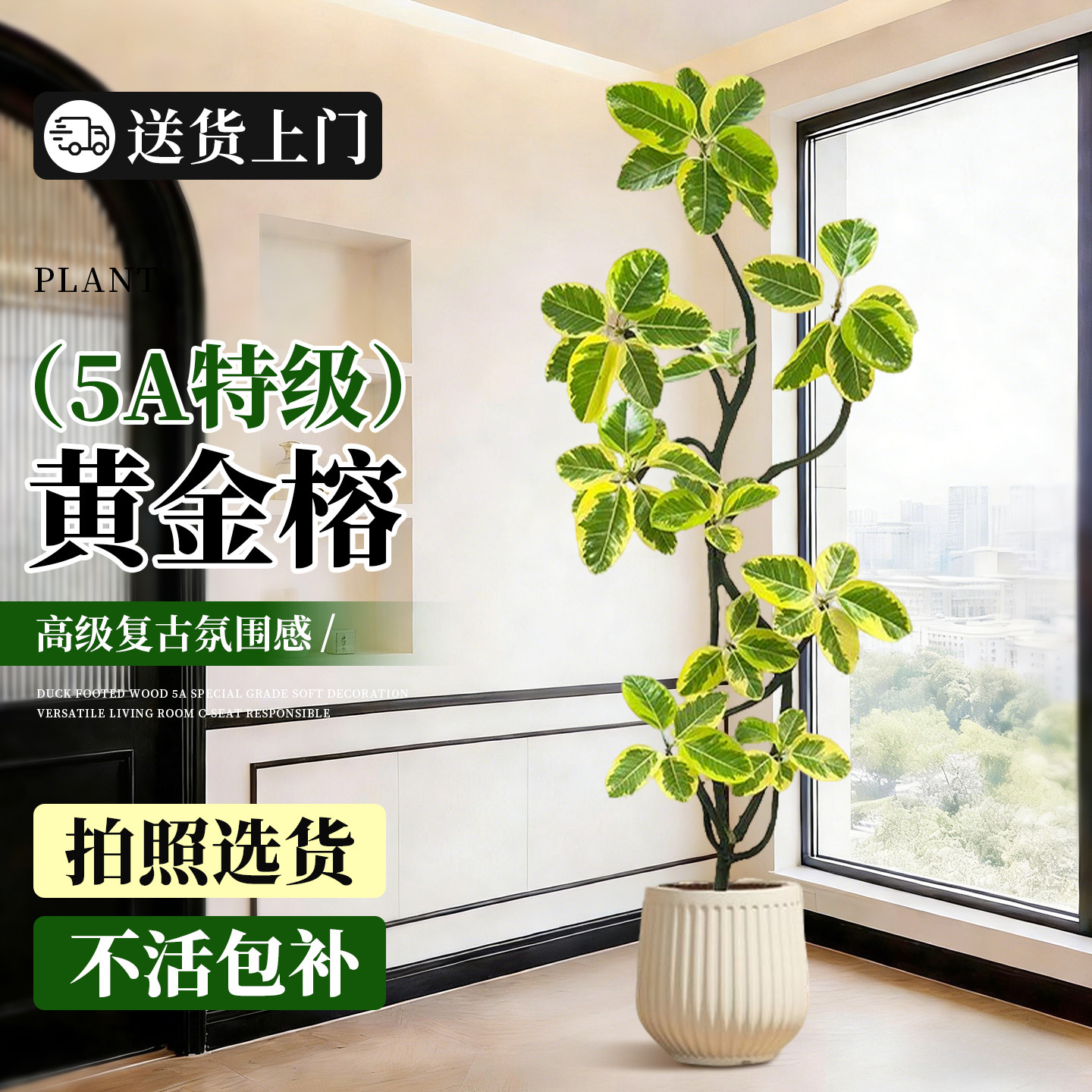 造型黄金榕客厅绿植高级感大型植物盆栽花叶橡皮树室内阳台好养活