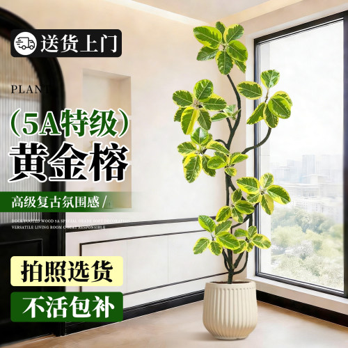 居家高级感绿植造型黄金榕四季