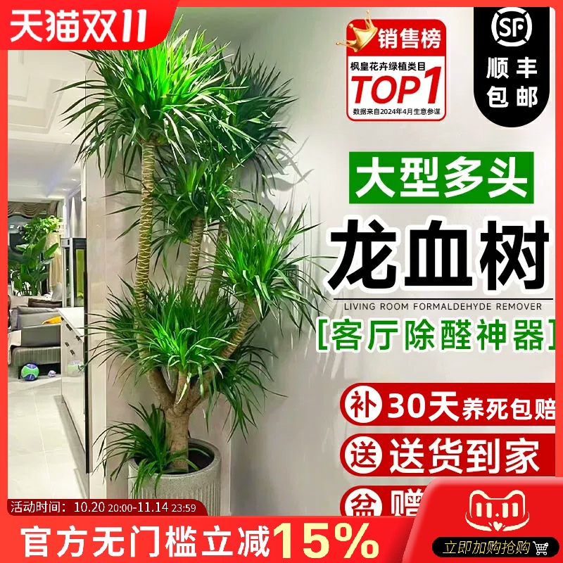龙血树客厅绿植龙血树植物盆栽