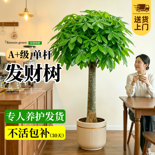 发财树客厅大盆栽室内好养招财树