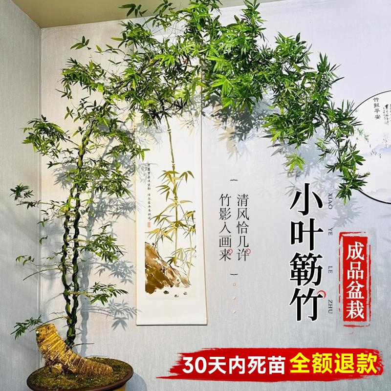 小叶簕竹成品盆景栽老桩禅