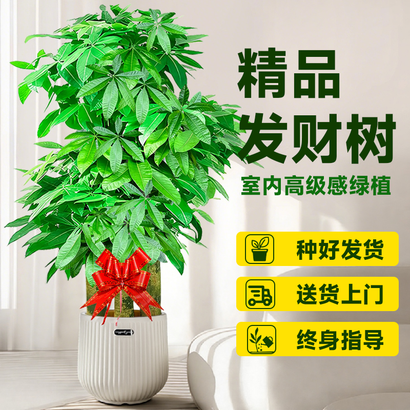 步步高发财树室内绿植旺宅