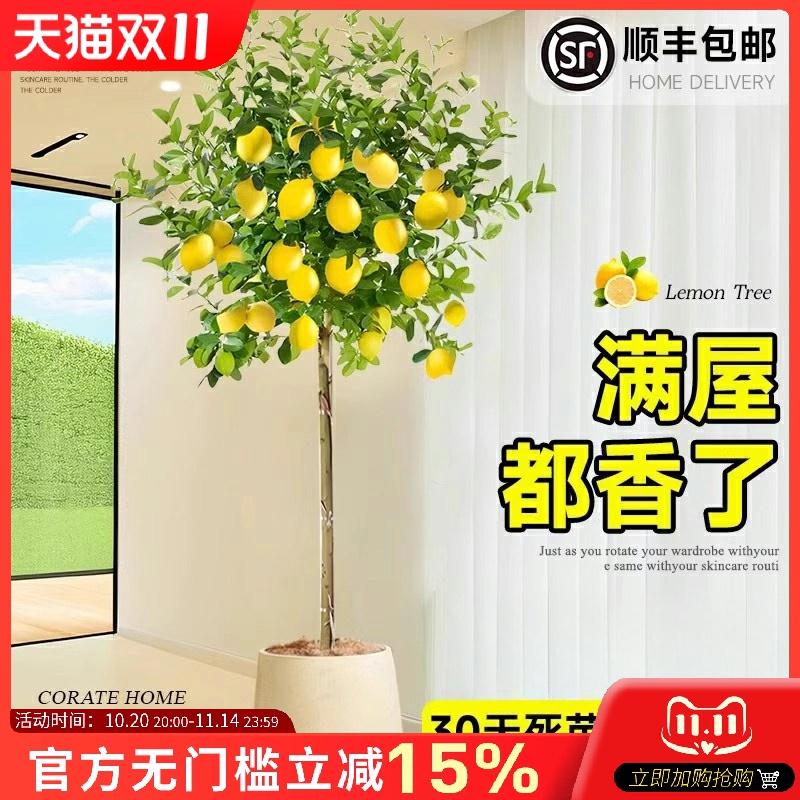 香水柠檬树盆栽带果客厅绿