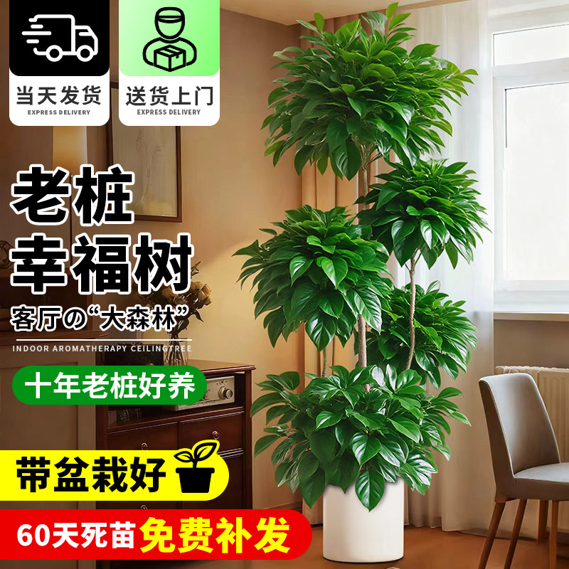 客厅绿植幸福树大型盆栽清新空气