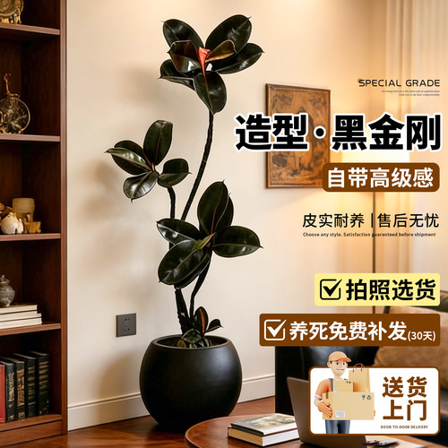 造型黑金刚橡皮树室内绿植高级感