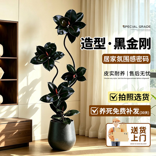 造型黑金刚橡皮树室内绿植高级感