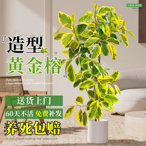 四季好养客厅绿植大型落地盆栽