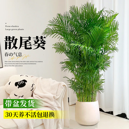 散尾葵客厅大型绿植盆栽室
