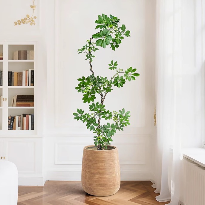 鸭脚木大型绿植室内盆栽客厅植物