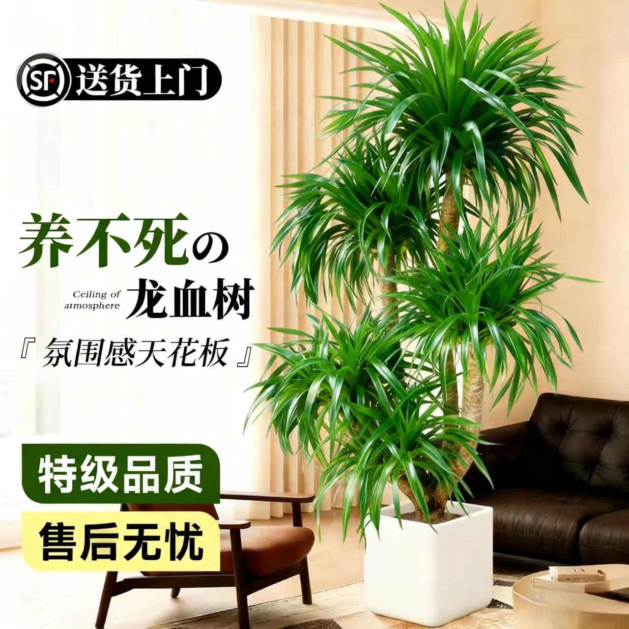 龙血树客厅绿植高级感室内