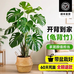 龟背竹客厅大盆栽办公室内大型绿植开背大叶老桩提跟好养活植物