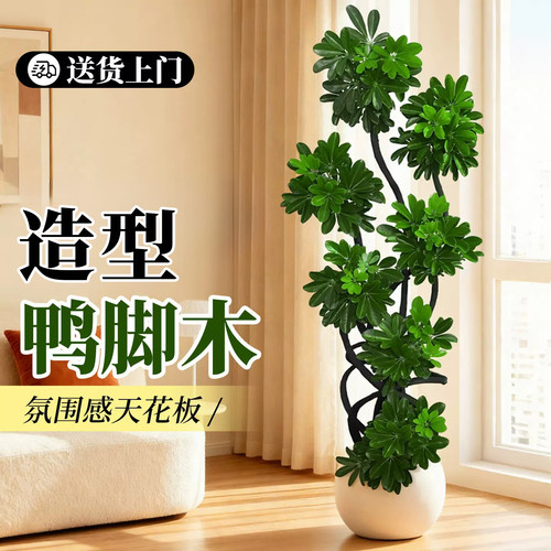 造型鸭脚木室内客厅大盆栽