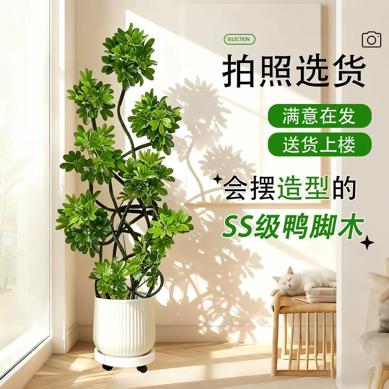 造型鸭脚木室内客厅绿植高级感