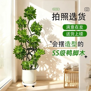 鸭脚木客厅大盆栽绿植室内高级鸭脚木大型落地植物旺宅鹅掌柴招财