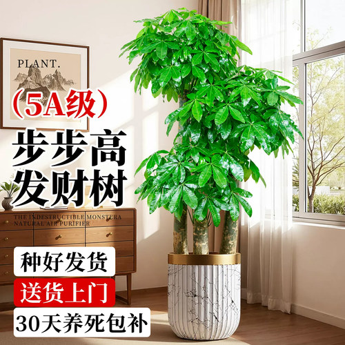 步步高发财树客厅大盆栽大型绿植