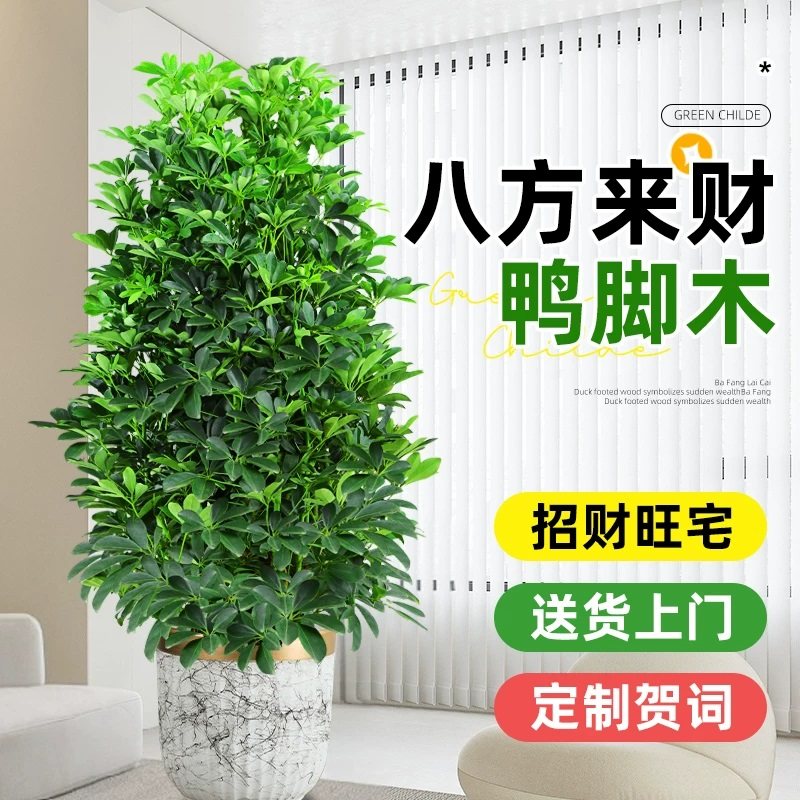 鸭脚木高级感八方来财室内绿植客厅大盆栽大型落地植物花卉鸭掌木,鲜花速递/花卉仿真/绿植园艺,大型绿植/成品组合盆栽,淘宝优惠券,粉丝福利购,淘宝优惠卷