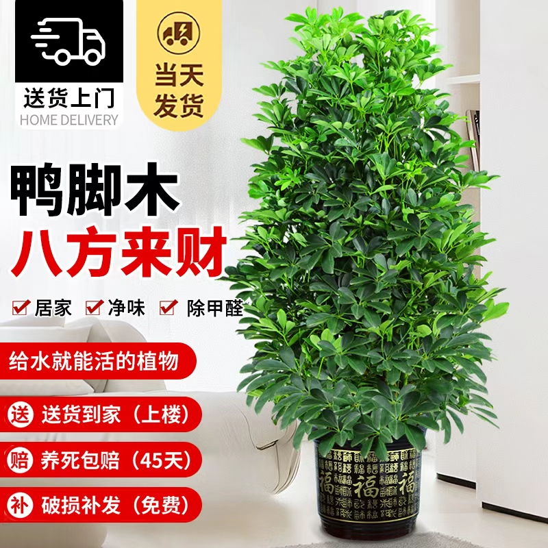 室内高级感绿植八方来财鸭脚木