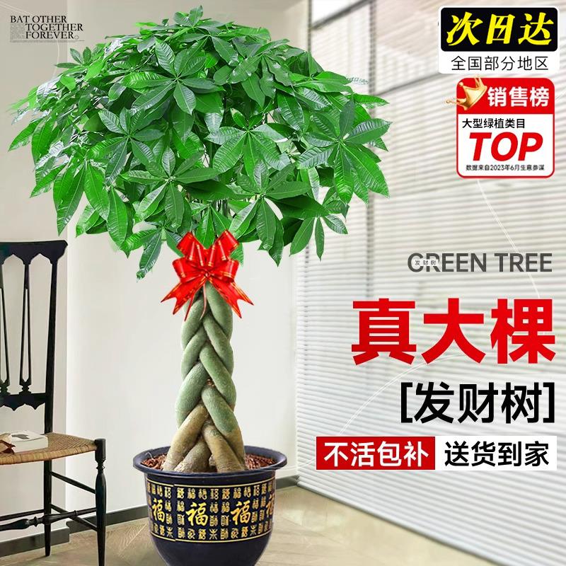 辫子发财树客厅盆栽大型室内绿植招财树办公室乔迁开业落地植物棵