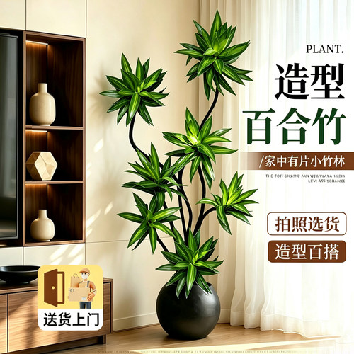 百合竹客厅绿植大盆栽精品老桩
