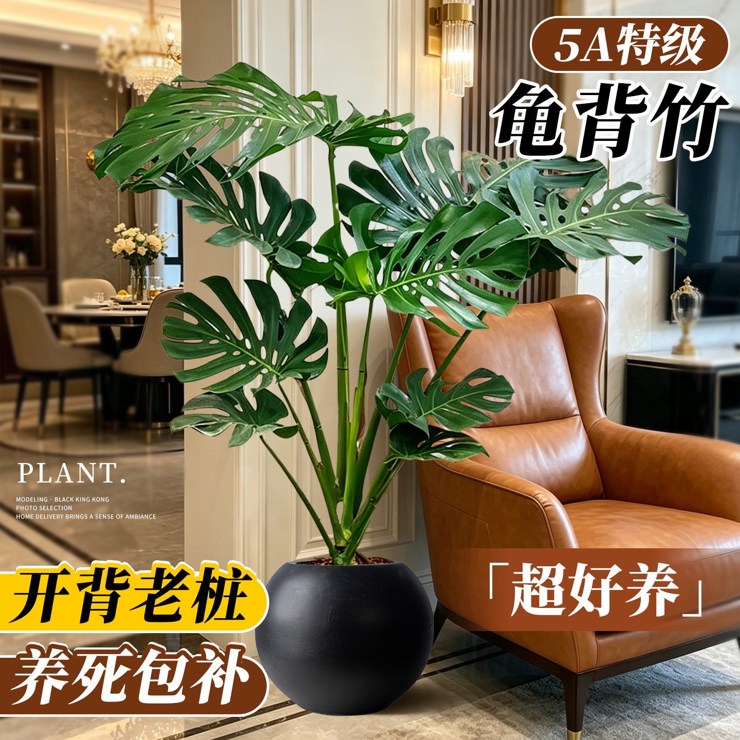提根老桩龟背竹客厅绿植高级感图片