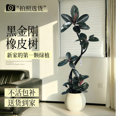黑金刚橡皮树客厅绿植高级感盆栽