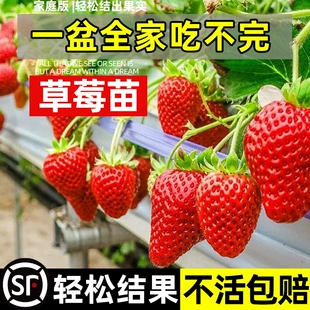 奶油草莓苗盆栽带盆土久香食用红颜四季 结果南方阳台新苗种植苗秧