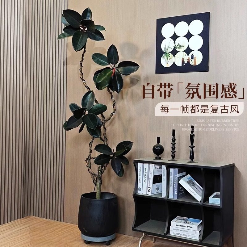 黑金刚橡皮树室内绿植黑美人大型好养高级感轻奢客厅大盆栽可造型,鲜花速递/花卉仿真/绿植园艺,大型绿植/成品组合盆栽,淘宝优惠券,粉丝福利购,淘宝优惠卷
