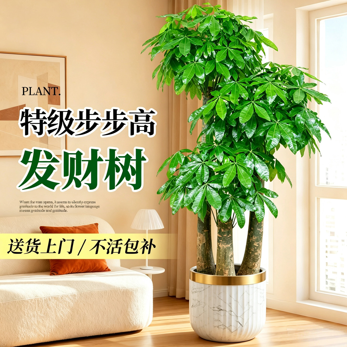 步步高发财树三杆原生客厅盆栽大