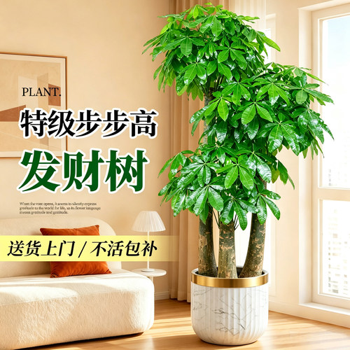 步步高发财树三杆原生客厅盆栽大