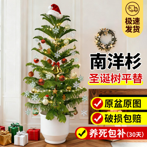 南洋杉圣诞树真树室内绿植好养